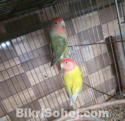 Lovebird pair